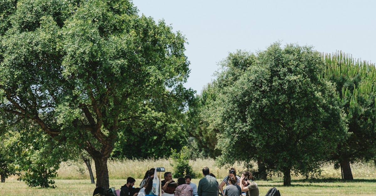 A serene outdoor gathering of adults under trees in a Portuguese park on a sunny day.